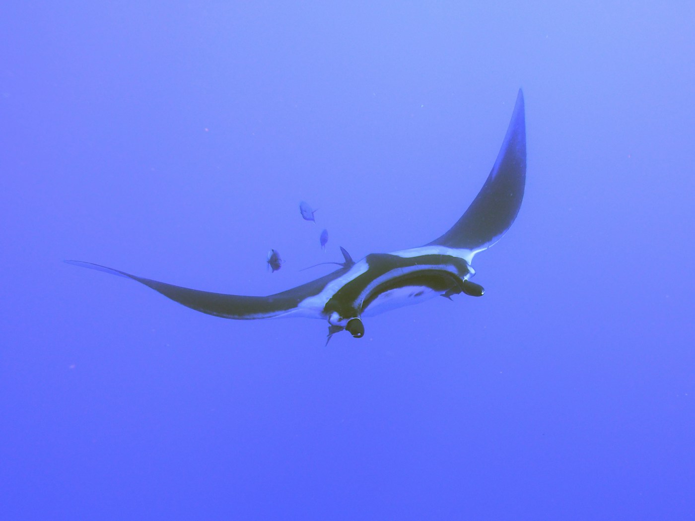 Manta ray gliding through clear blue water