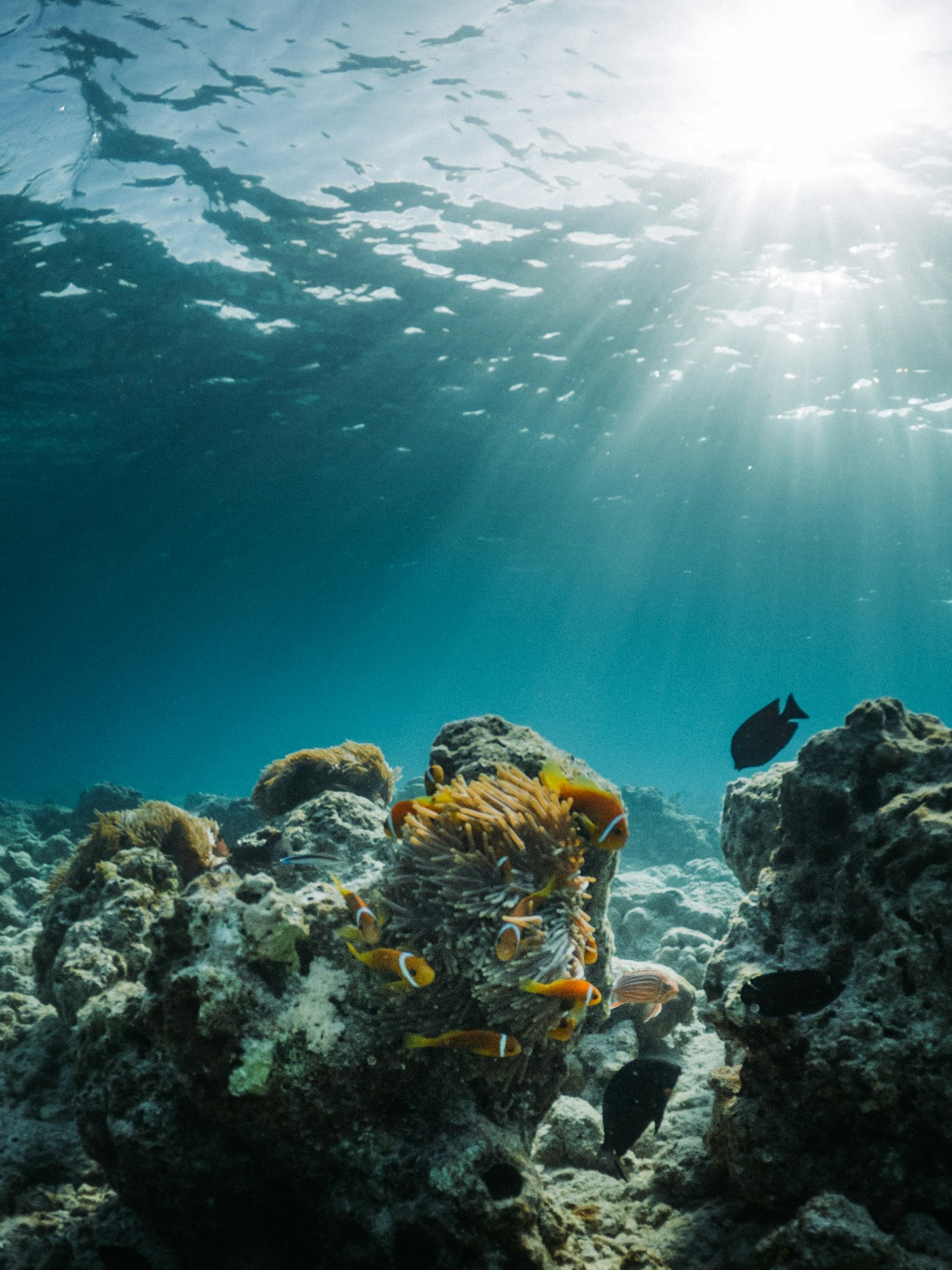 Indonesian coral reef with tropical fish and sunrays